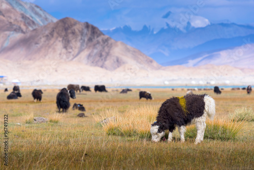 Grassland with Muztagh Ata mountain and Karakuli Lake, Pamir Mountains, Kasgar, Xinjiang, China photo