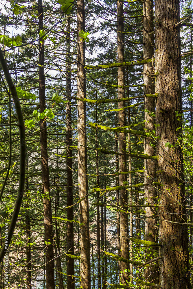 trees in landscape as a background texture trees in landscape as a background texture