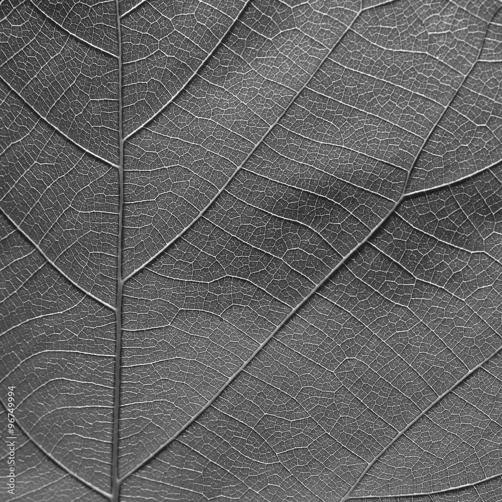 Obraz premium gray leaf texture