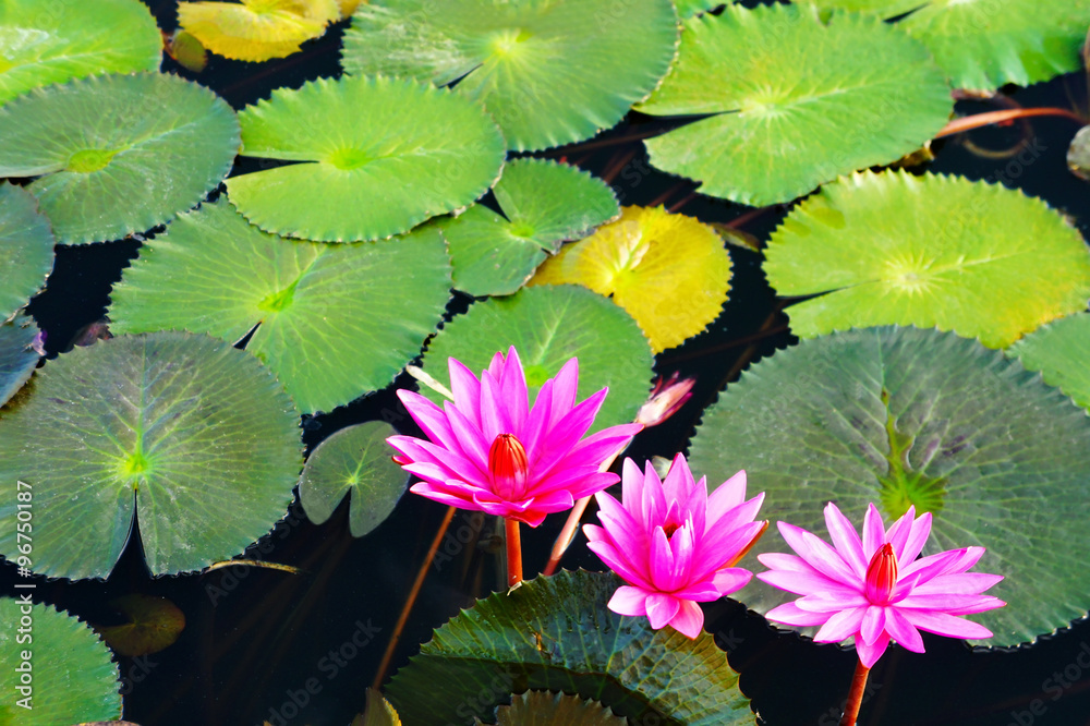 beautiful water lily beautiful water lily