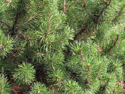 Fir tree branches, New Year background