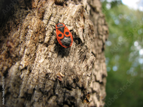 Bedbug-soldier on a tree trunk, super macro mode