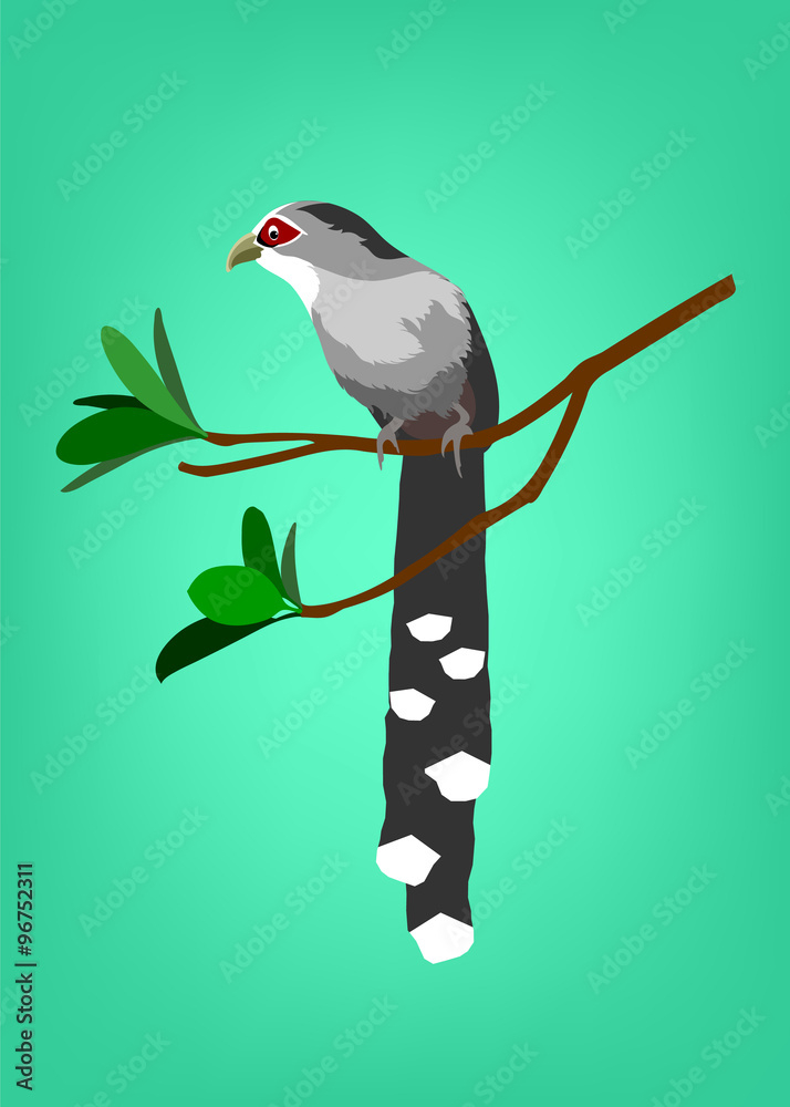 Fototapeta premium A vector cartoon of bird (Green-billed Malkoha, Phaenicophaeus tristis).
