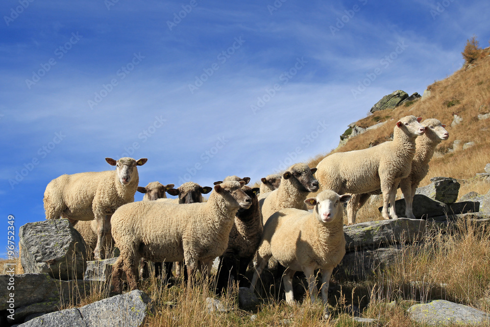 many sheep grazing in the mountains