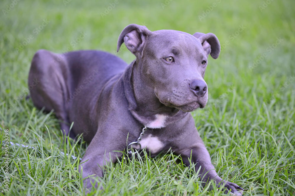 Blue pit-bull lying on grass and looking forward.