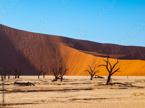 Dead acacia trees in red dunes of Sossusvlei