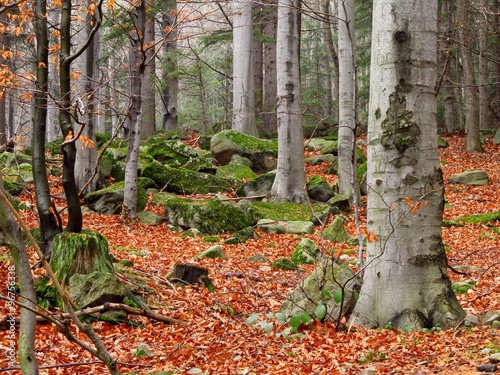 Valokuvatapetti gray trunks of old beech trees, stones with moss and fallen orange leaves in aut