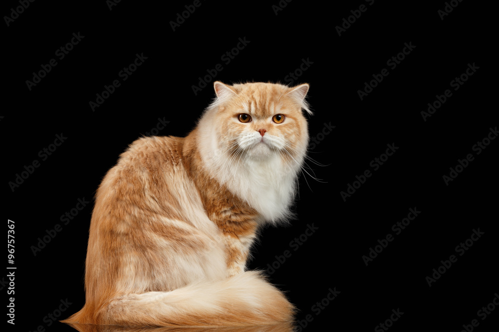 Red big adult persian Cat Angry Sits and turned Back on black