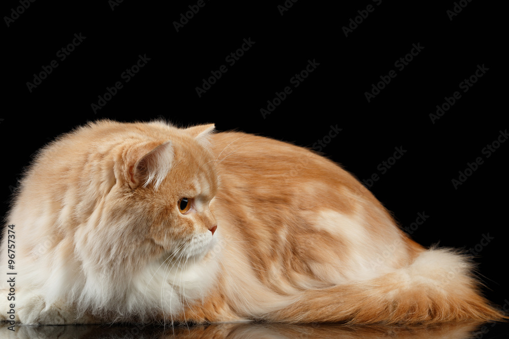 Adult persian top