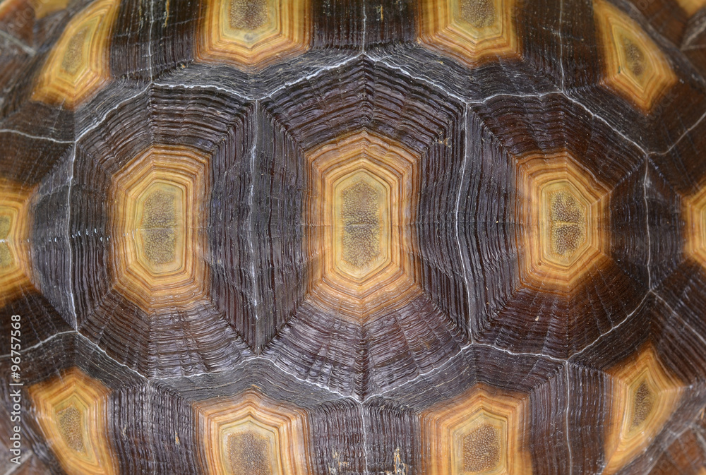 Naklejka premium Closeup of a turtle shell.