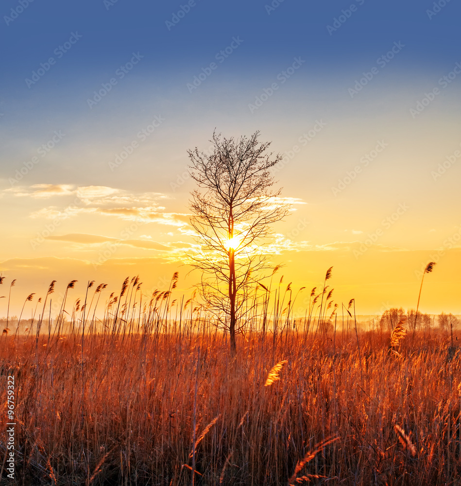 Sunset landscape, single bare tree in field