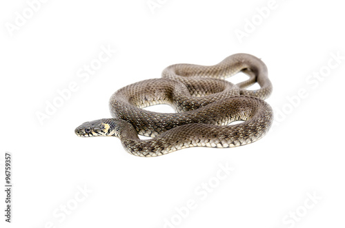 The snake lying isolated on white background