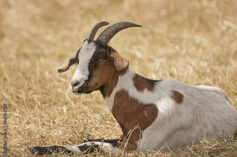 Obraz premium Goats