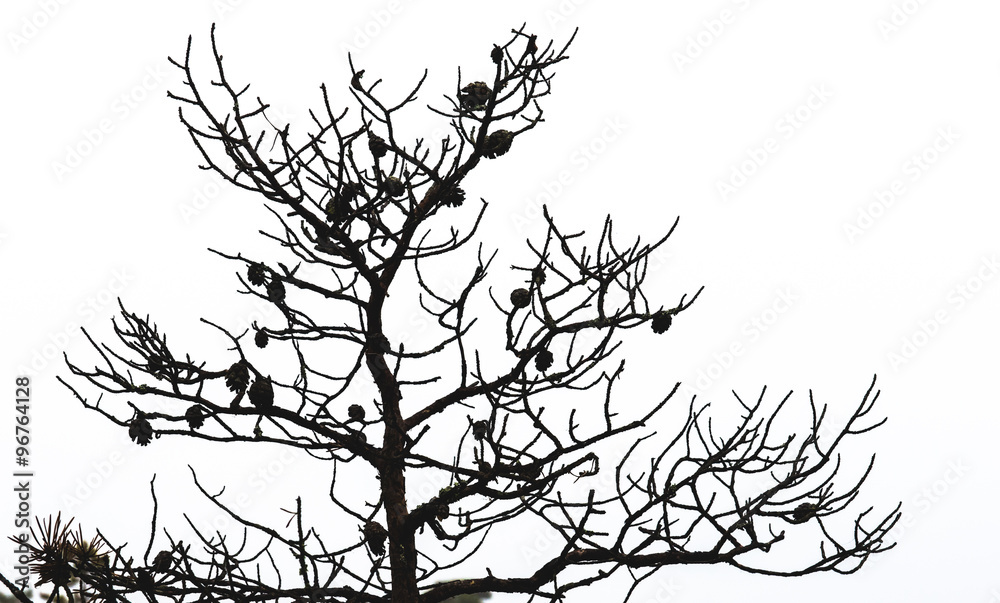 Bare pine tree branches with cones