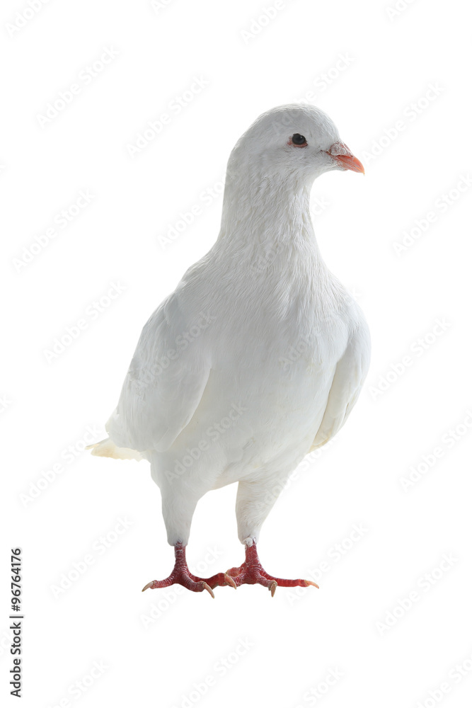 white pigeon white pigeon