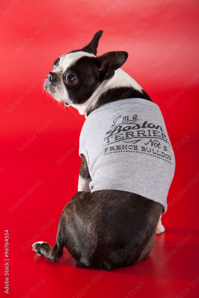 Boston Terrier mit T-Shirt