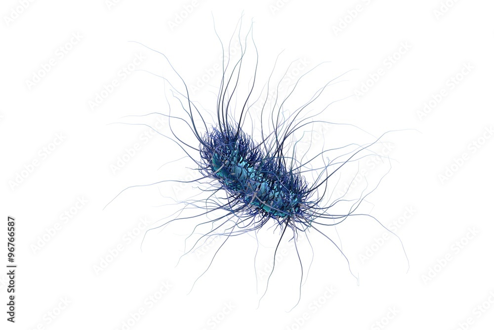 Escherichia coli isolated on white background, model of bacteria, realistic illustration of microbes, microorganisms, rod-shaped bacteria with pilli and flagella Escherichia coli isolated on white background, model of bacteria, realistic illustration of microbes, microorganisms, rod-shaped bacteria with pilli and flagella