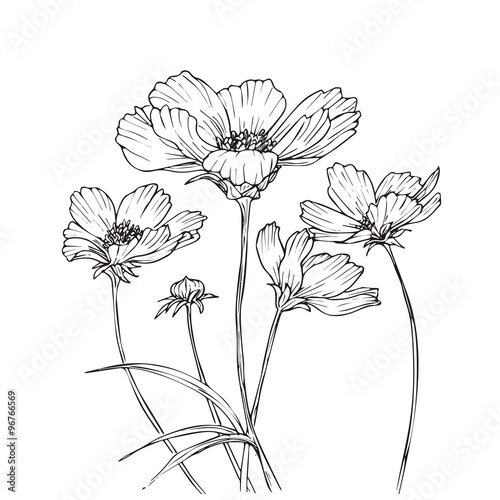 Fototapeta Hand drawn vector with cosmos flowers
