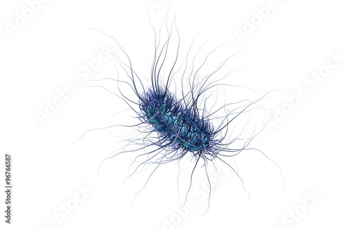 Escherichia coli isolated on white background, model of bacteria, realistic illustration of microbes, microorganisms, rod-shaped bacteria with pilli and flagella