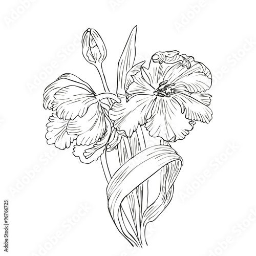 Fototapeta Hand drawn vector with tulips