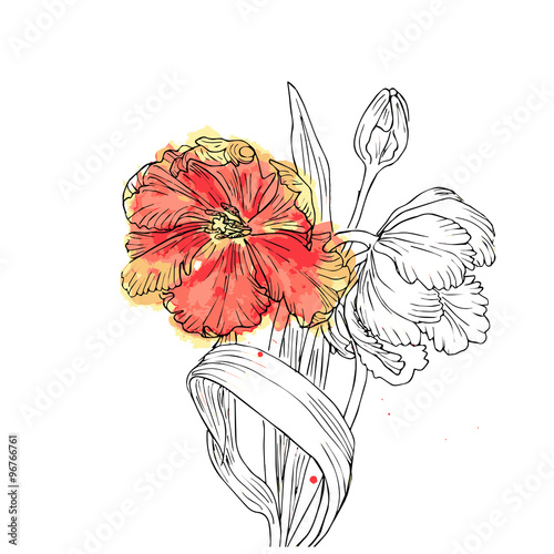 Fototapeta Hand drawn vector with tulips