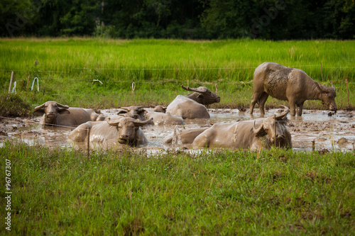 buffalo lying in the mud