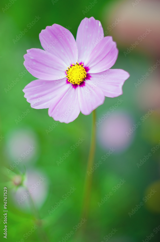 Closeup of pink flower. Blossoms on nice blurred background Closeup of pink flower. Blossoms on nice blurred background