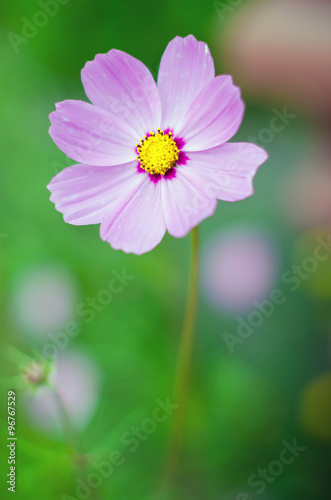 Closeup of pink flower. Blossoms on nice blurred background