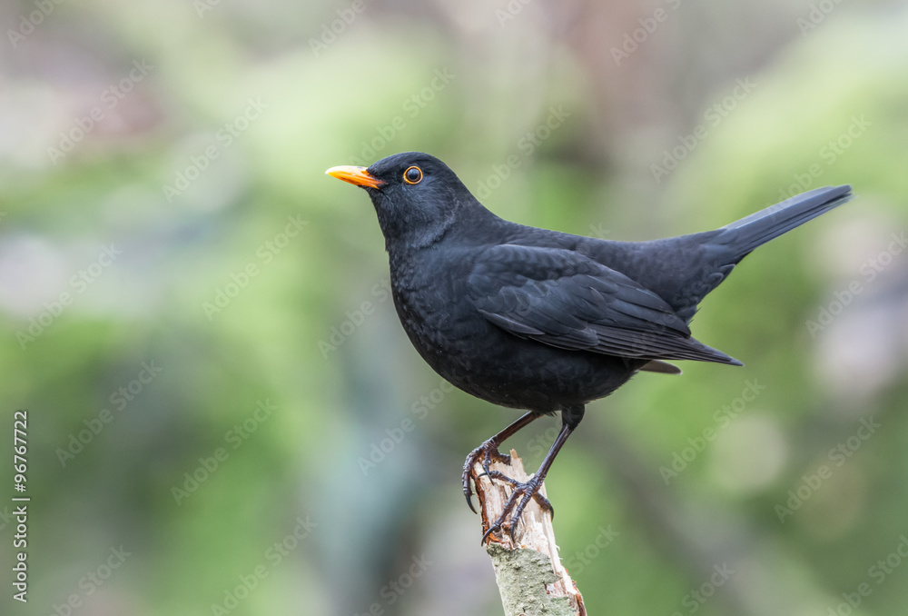 Fototapeta premium Blackbird