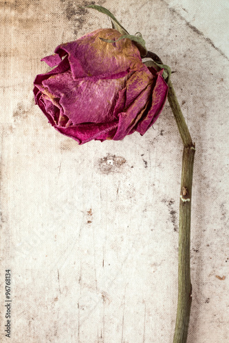 Dry rose against dirty canvas background
