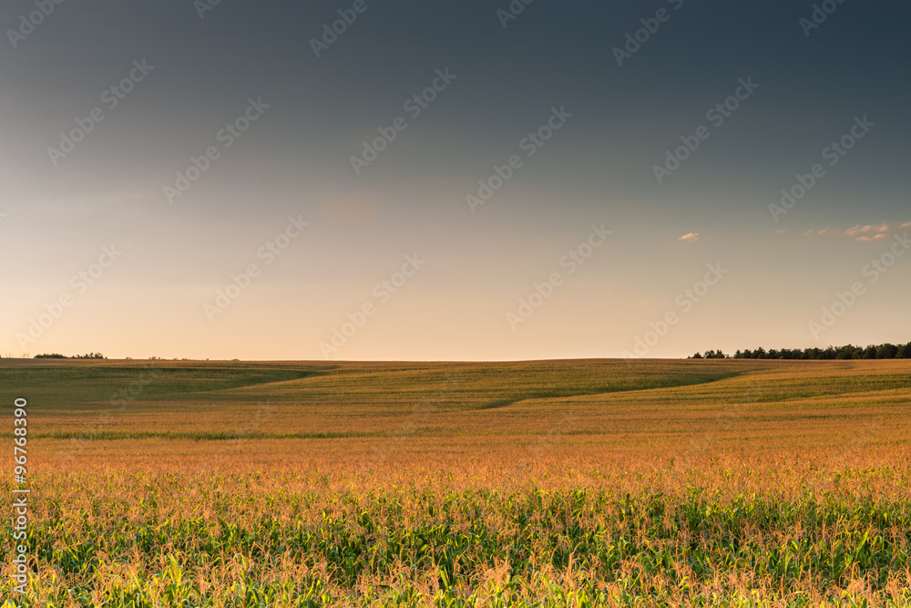 Вид на поле кукурузы