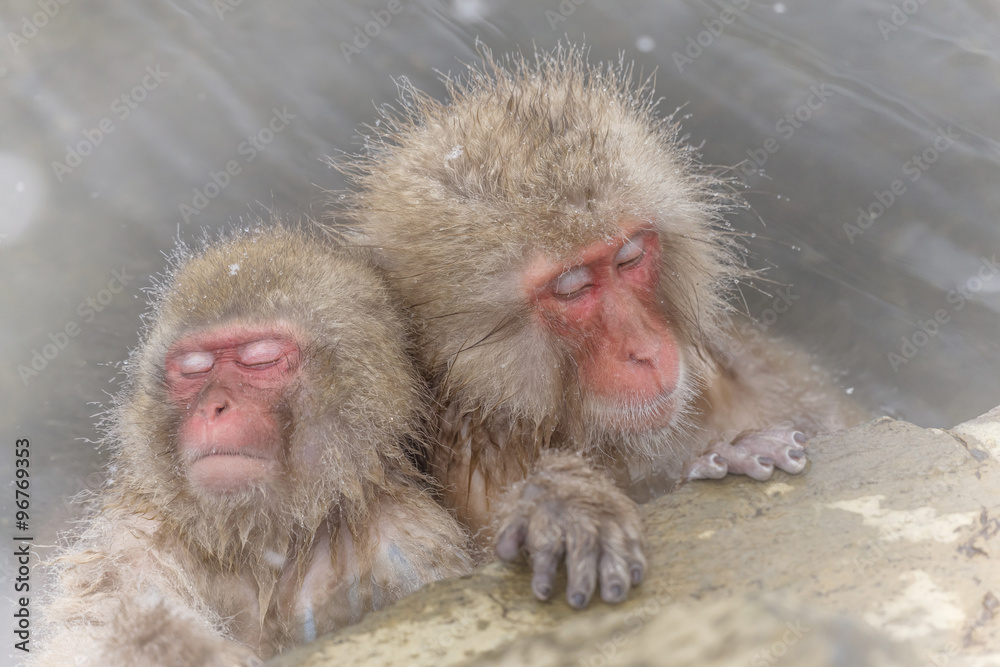 Fototapeta premium 温泉のおさるさん Japanese monkeys healed in a hot spring