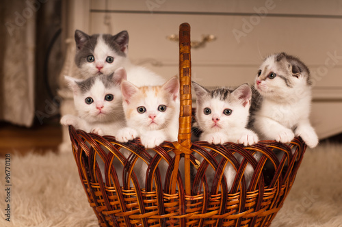 Five cute kittens in braided basket