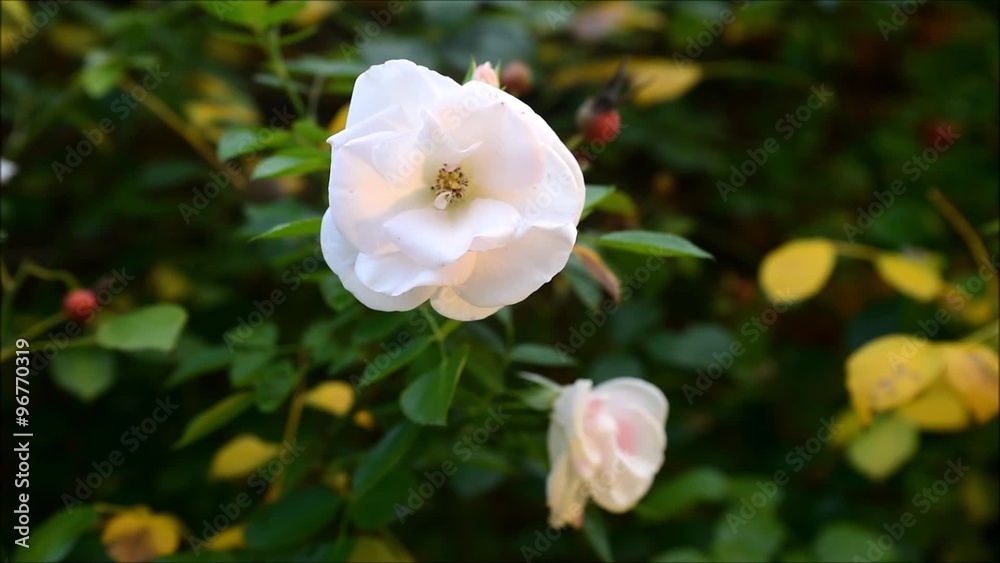 White rose flowers gently swaying in breeze White rose flowers gently swaying in breeze