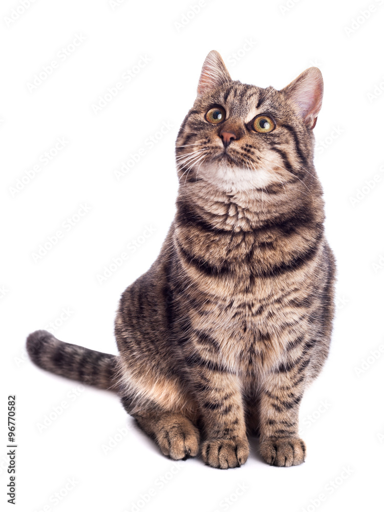 Beautiful cat Beautiful cat