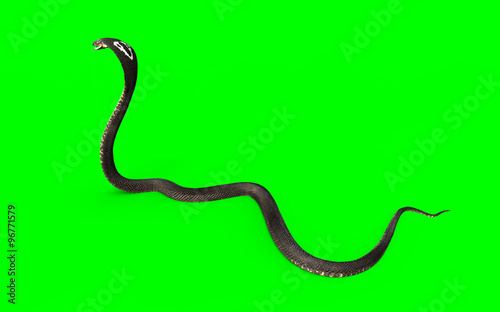 3d King cobra snake isolated on green background