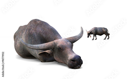 Buffalo crouching and buffalo standing far away isolated on white background