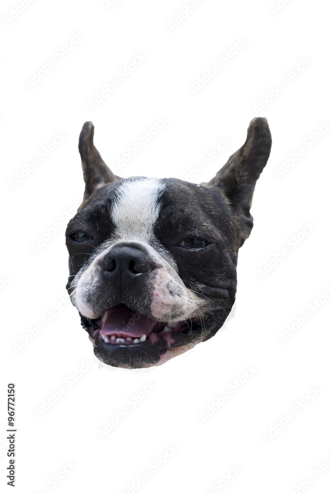boston terrier isolated on white background