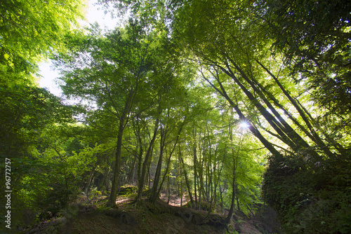 bosques fdrondosos en girona