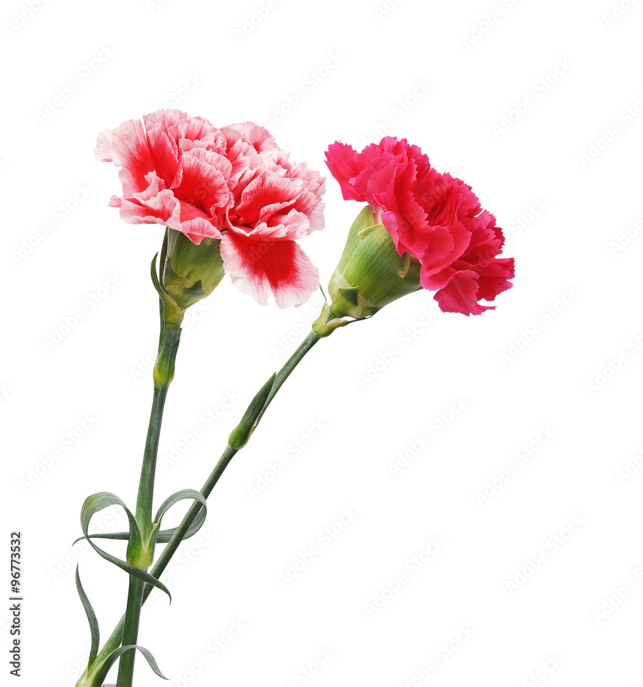 Carnations Carnations