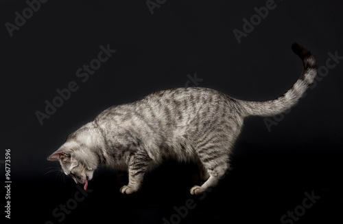 Fototapeta Naklejka Na Ścianę i Meble -  Cat isolated in dark background, cat in studio with space for advertising and text, cat