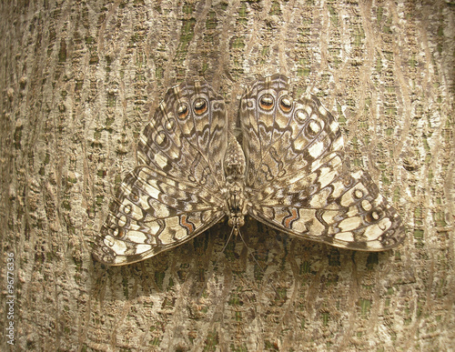 Tarnung eines Schmetterlings auf Baumstamm photo