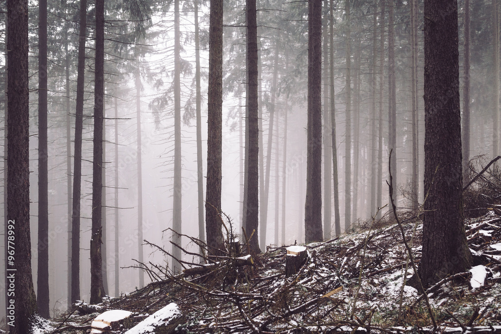 Fototapeta premium Winterwald und Nebel