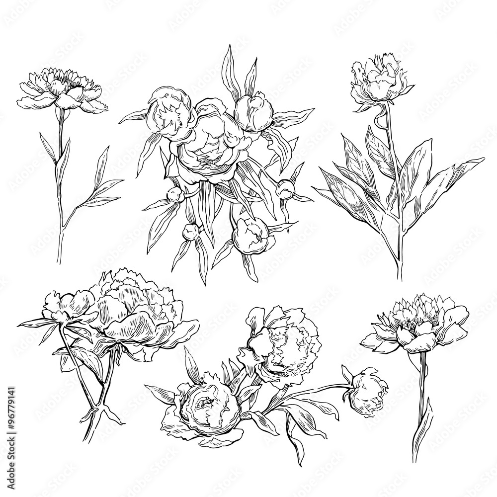 Pink peonies. Vector illustration