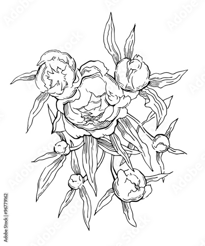 Pink peonies. Vector illustration