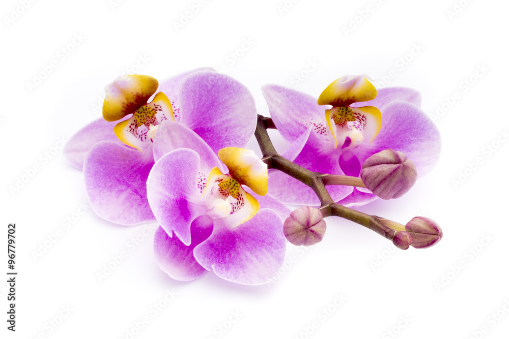 Beautiful pink orchid on the white background. Beautiful pink orchid on the white background.
