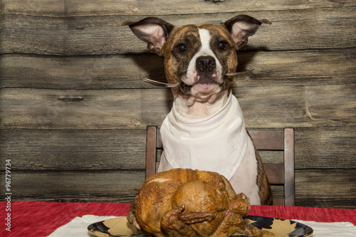Fototapeta Naklejka Na Ścianę i Meble -  Begging for the Holiday Feast
