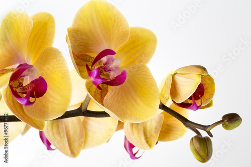 Fototapeta Naklejka Na Ścianę i Meble -  Beautiful yellow orchid on the white background.