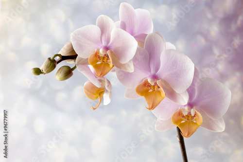 Fototapeta Naklejka Na Ścianę i Meble -  Beautiful pink orchid on a gray background.