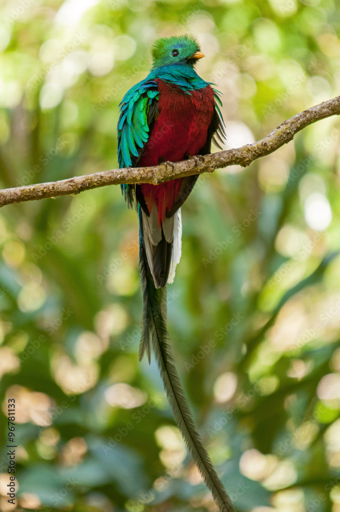 Fototapeta premium magnificent costa rican resplendent quetzal
